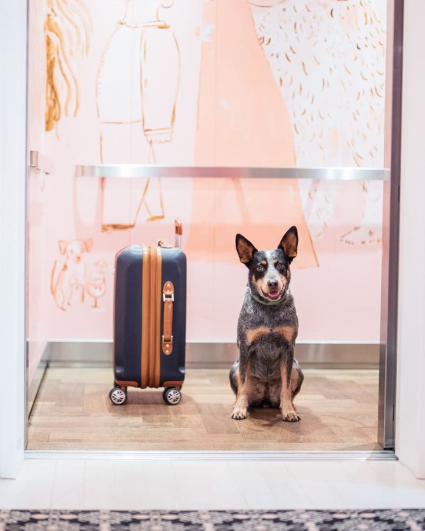 A black and brown dog sits next to a blue suitcase with tan straps inside an elevator with pink walls featuring whimsical animal drawings.